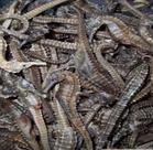 探寻海洋瑰宝 中药材海马的高清视觉图鉴与浙江岱山红海中药材公司之鉴