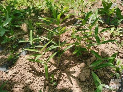 周至竹峪 延伸中药饮片产业链条，谋产业振兴新篇章