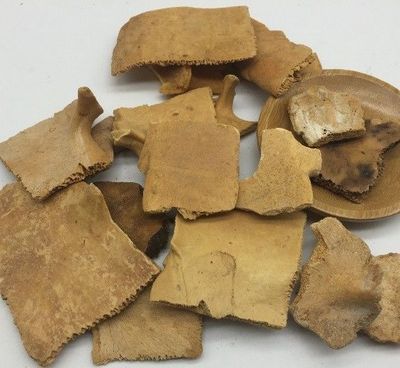 汇群微课 | 中药饮片真伪鉴别--醋龟甲